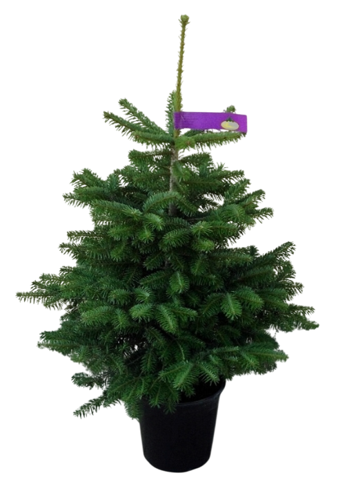 Nordmann in pot Excellent