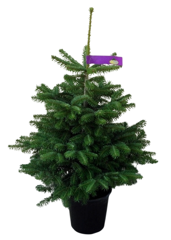 Nordmann in pot Excellent